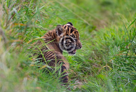 Sumatran Tiger Cub Calling