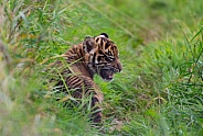 Sumatran Tiger Cub Calling