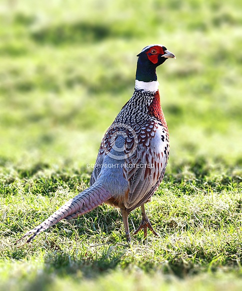 Common pheasant Common pheasant