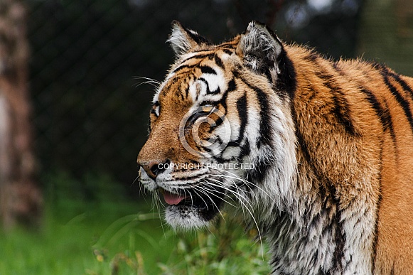 Amur Tiger Side Profile