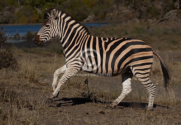Zebra Zebra