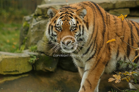 Amur Tiger Looking At Camera Around Bush