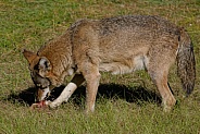 Red Wolf
