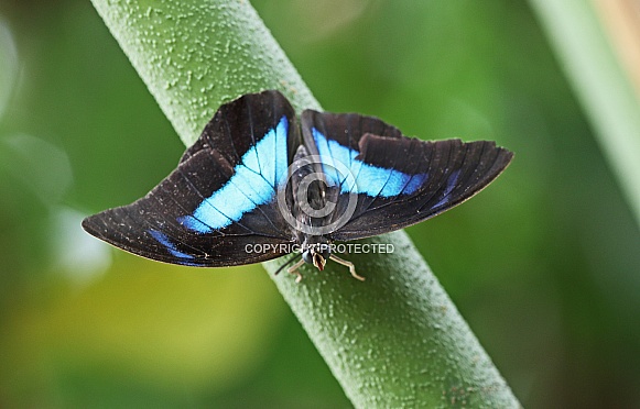 Banded King shoemaker