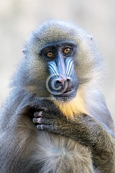 Mandrill (Mandrillus sphinx) Mandrill (Mandrillus sphinx)