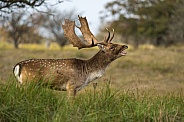 Fallow Deer