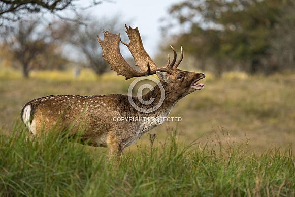 Fallow Deer Fallow Deer