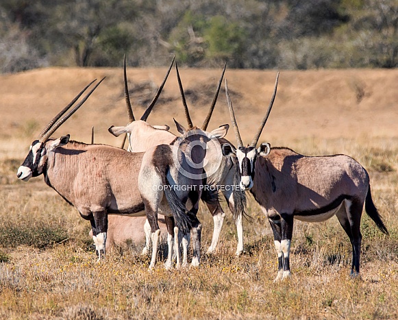 Gemsbok group