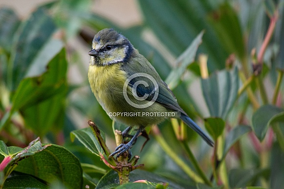 Eurasian blue tit