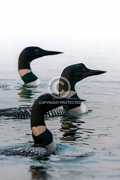 Common Loon (Gavia immer) Common Loon (Gavia immer)