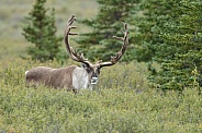 The reindeer or caribou (Rangifer tarandus)