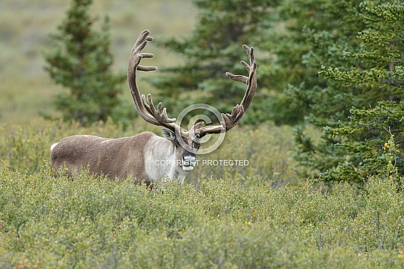 The reindeer or caribou (Rangifer tarandus)