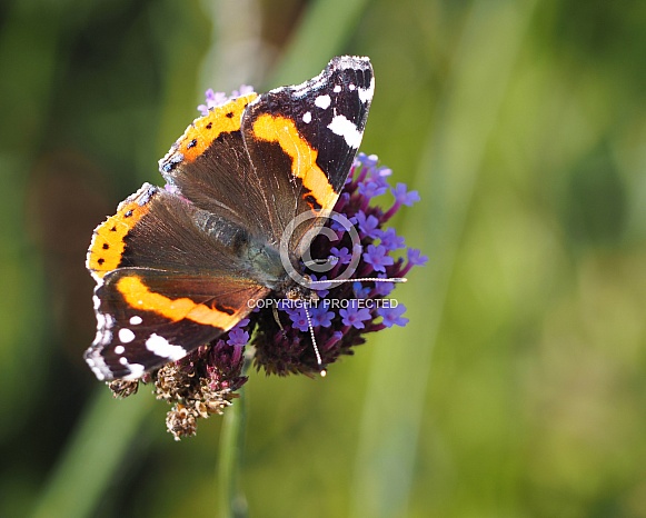 Red Admiral Butterfly