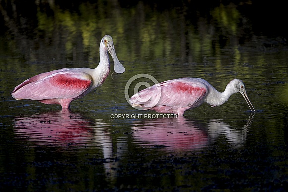 Roseate Spoonbill