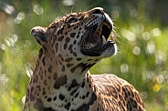 Jaguar Close Up Side Profile Looking Upwards