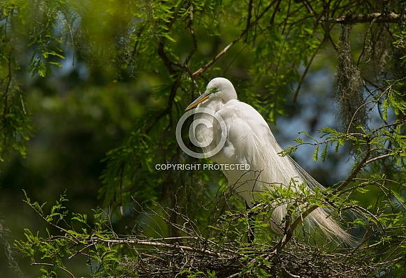 Great Egret Great Egret