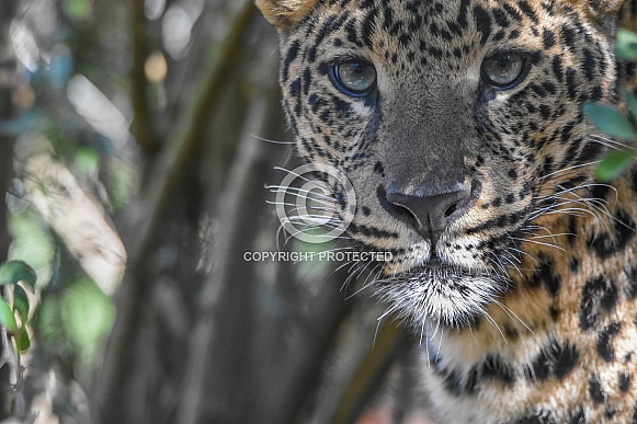 Young African Leopard