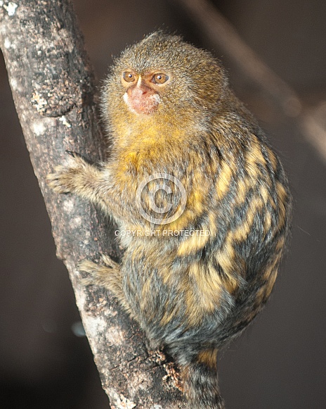 pygmy marmoset