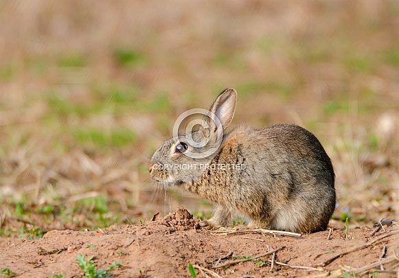 Wild Rabbit Wild Rabbit