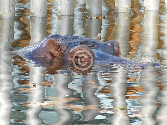 Hippo in Water