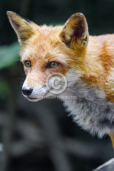 Red Fox