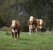 Hereford cows