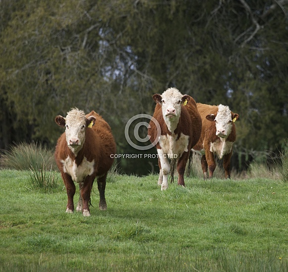 Hereford cows