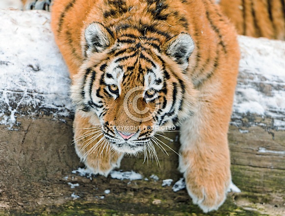 Amur Tiger