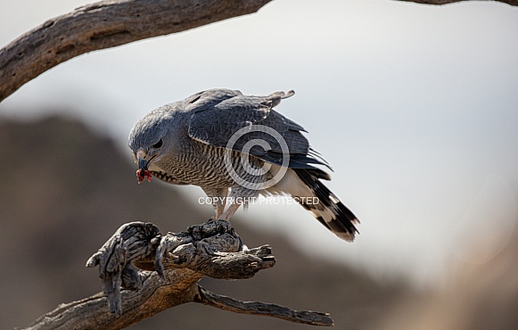 Gray hawk on a tree branch