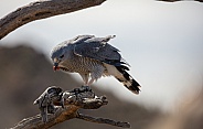 Gray hawk on a tree branch