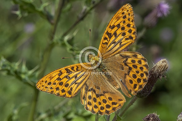 Silver-washed Fritillary Butterfly