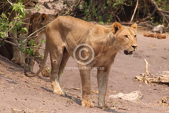 Young adult lions on the hunt Young adult lions on the hunt