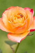 Transverse ladybird on rose.