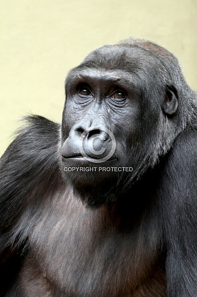 Western Lowland Gorilla
