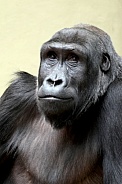 Western Lowland Gorilla