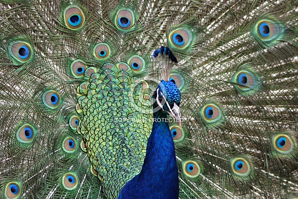 Peacock (Male) Peacock (Male)