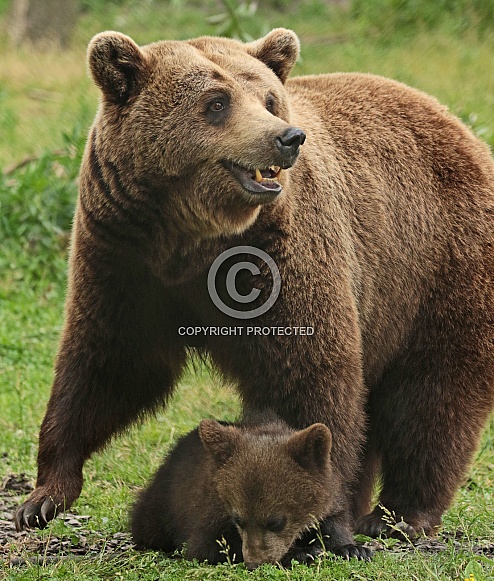 Brown Bear