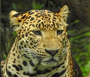 Javan Leopard