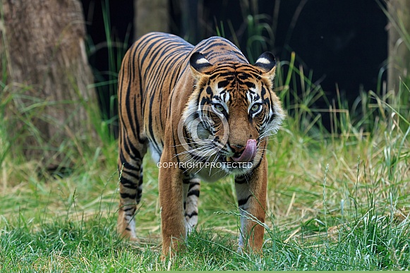 Sumatran Tiger