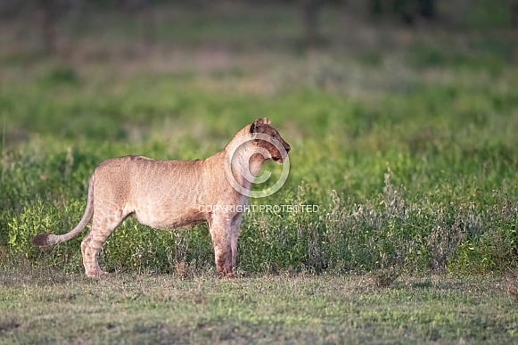 Lion cub watching a bird Lion cub watching a bird