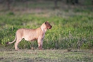 Lion cub watching a bird