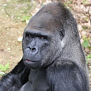Western Lowland gorilla (Gorilla Gorilla Gorilla)