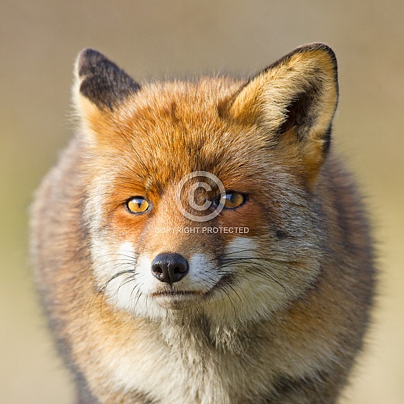 Red fox Red fox