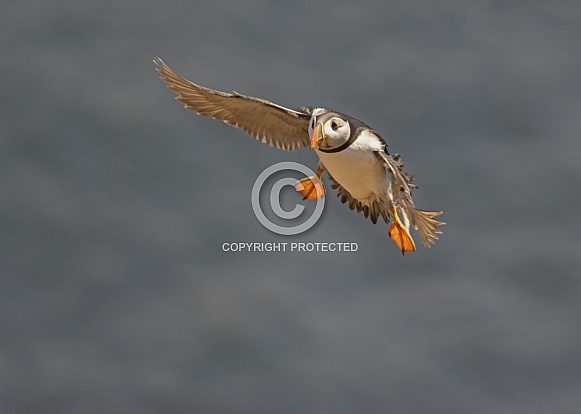 Atlantic Puffin Atlantic Puffin