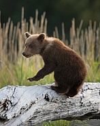 Bear cub after jumping up onto a log