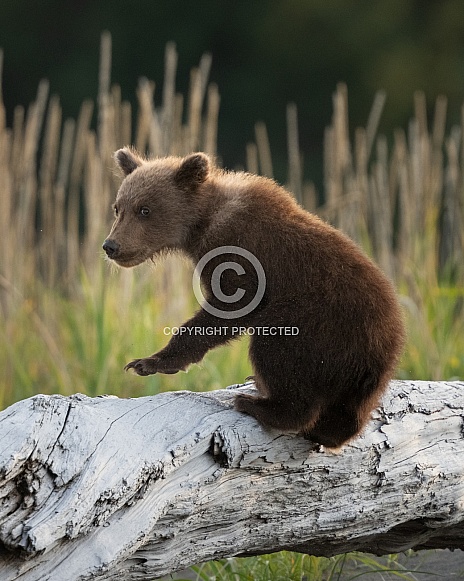 Bear cub after jumping up onto a log