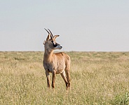 Roan Antelope Portrait