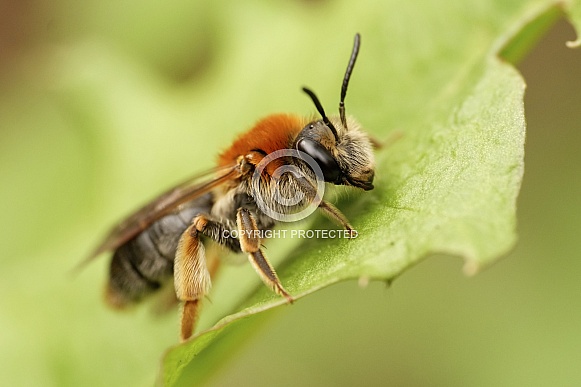 Early miner bee Early miner bee