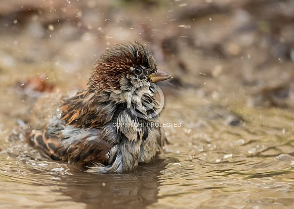 House Sparrow Bathing
