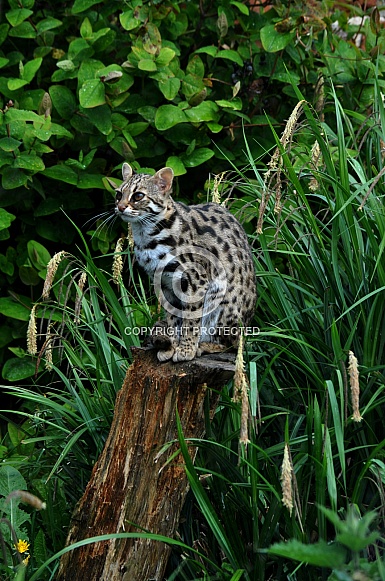 Leopard Cat (Prionailurus bengalensis)